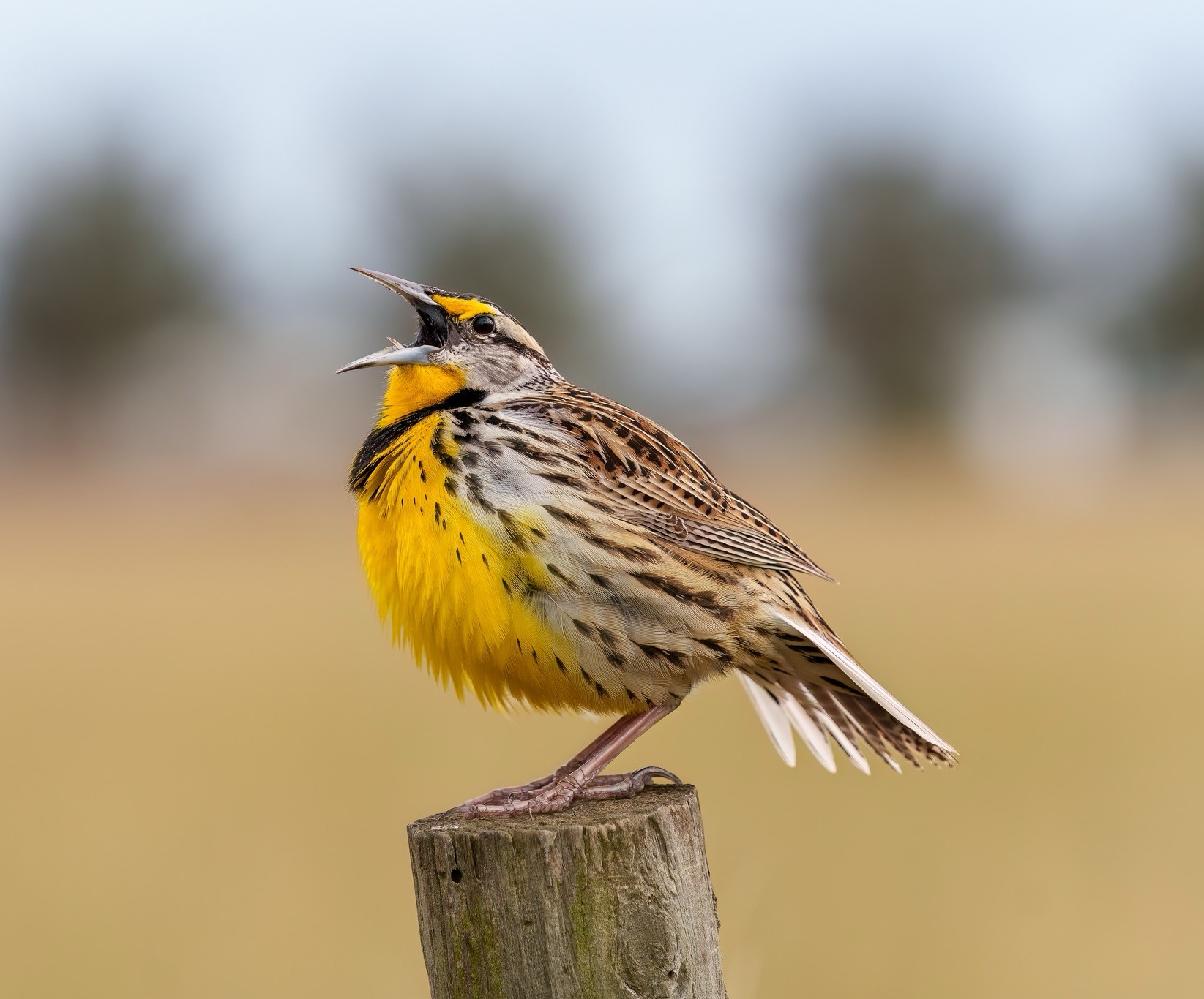 Western meadowlark singing